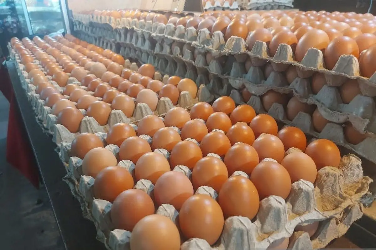 TELUR
